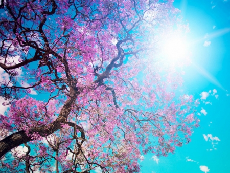 Цветущая Весна -Навруз